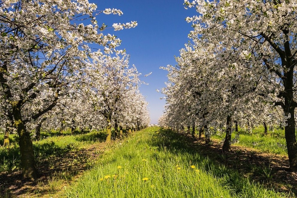 Obstbaumbaden